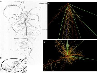 Cost-Benefit Analysis of the Upland-Rice Root Architecture in Relation to Phosphate: 3D Simulations Highlight the Importance of S-Type Lateral Roots for Reducing the Pay-Off Time